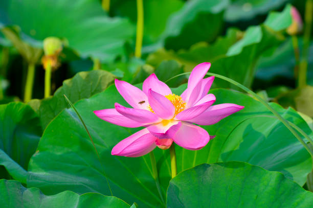 istock Blooming lotus flowers in the park 1133904987