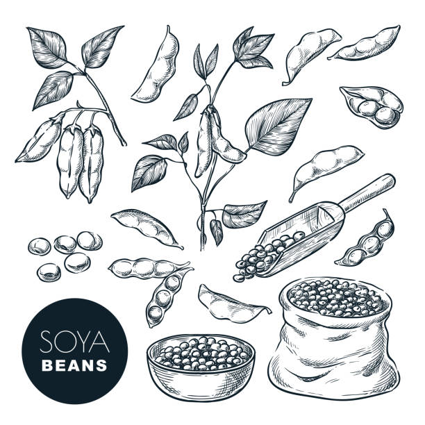 ilustraciones, imágenes clip art, dibujos animados e iconos de stock de ilustración vectorial de dibujo de soja. beens de soja, vaina en planta verde, semillas en saco. elementos de diseño aislados dibujados a mano - judia planta