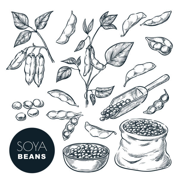 illustrations, cliparts, dessins animés et icônes de illustration de vecteur d'esquisse de soja. soja beens, pod sur plante verte, graines dans le sac. éléments de conception isolés dessinés à la main - graine de soja