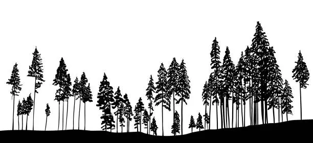 Vector illustration of Slender Trees In The Forest