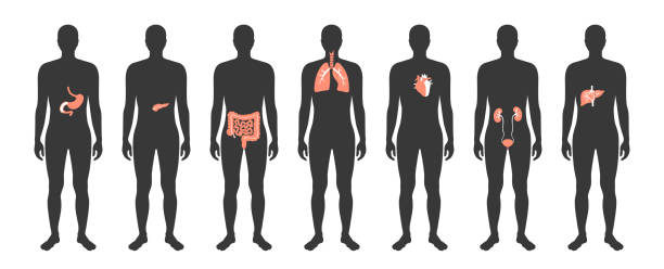 인간, 내부 기관 벡터 - human lung stock illustrations