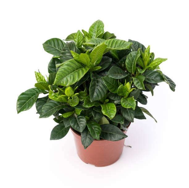 istock Gardenia in pot 1133913386