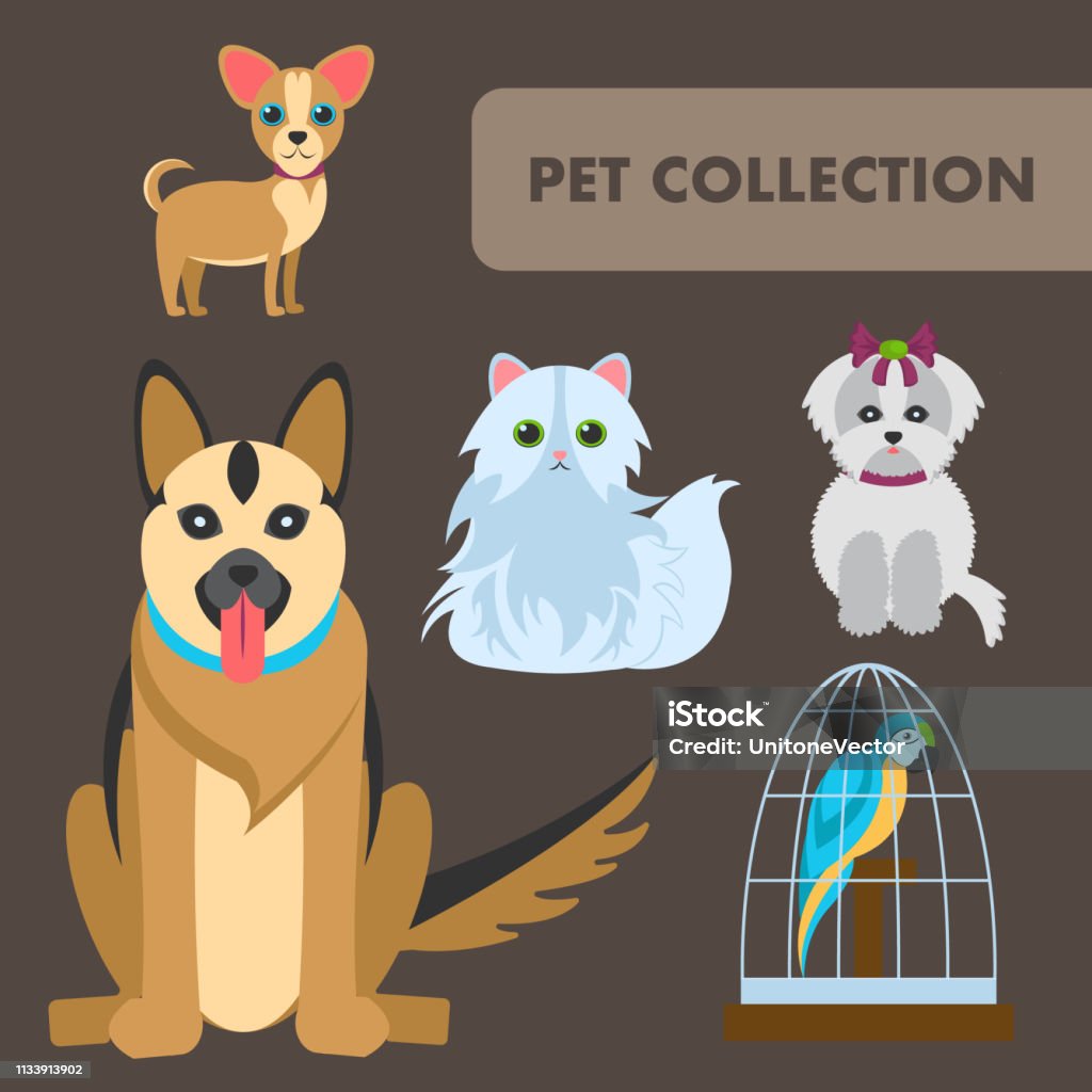 Pets, Animals Flat Vector Color Characters Set Pets, Animals Flat Vector Color Characters Set. Cute Cartoon Home Animals Collection. Dog Breeds and Parrot in Birdcage Isolated Cliparts. Shorthair and Fluffy Dogs. Pet Shop Design Elements Chihuahua - Dog stock vector