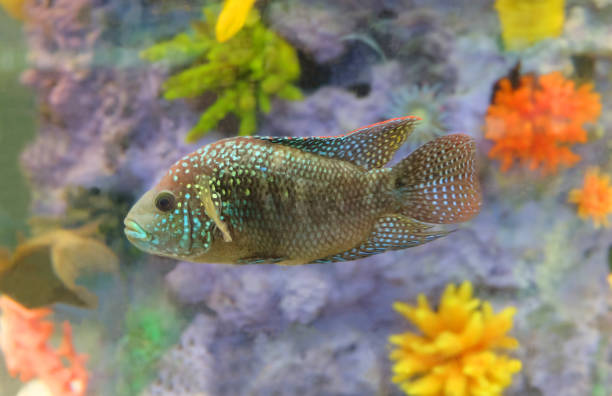 istock Aquarium fish Jack Dempsey 1133914069