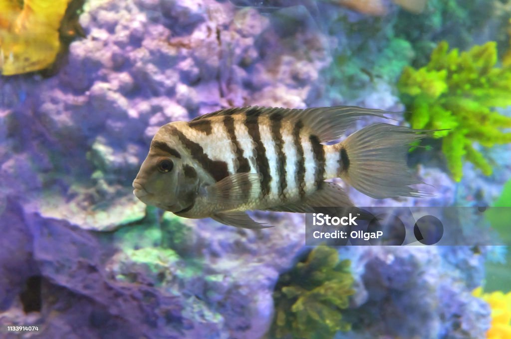Cichlasoma zebra Aquarium fish Black-Striped Cichlacoma or Cichlasomas zebra (Cichlasoma nigrofasciatum) in an aquarium. Animal Stock Photo