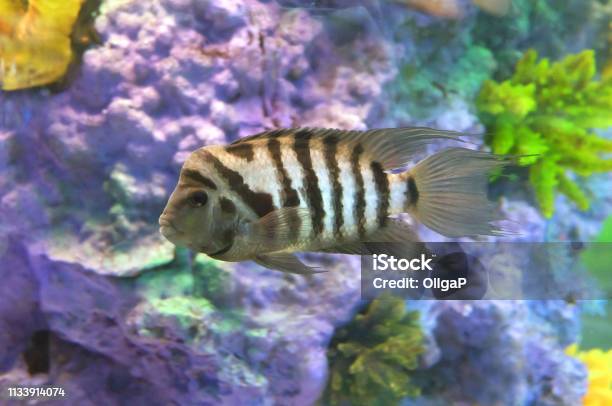 Cichlasoma Zebra Stock Photo - Download Image Now - Animal, Animal Wildlife, Aquarium