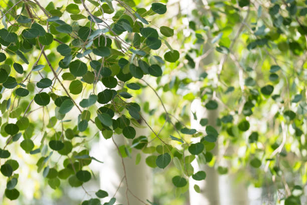 квакинг осиновых листьев с солнечным фоном - берёзовая роща фотографии стоковые фото и изображения