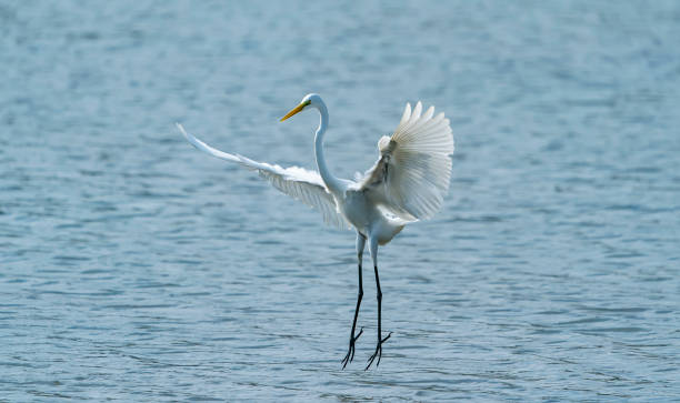istock Egret play in the waterland 1133918733
