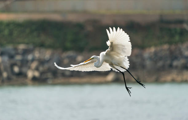 egret juega en el waterland - waterland fotografías e imágenes de stock