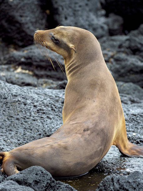istock Galapagos Sea Lion 1133919733