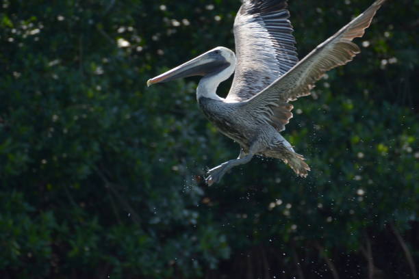 istock Birds Images, Florida Keys 1133919806