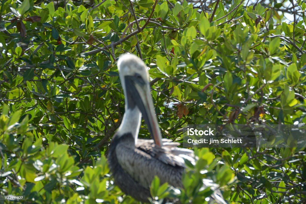 鳥の画像, フロリダキーズ - ストックフォト・写真素材...