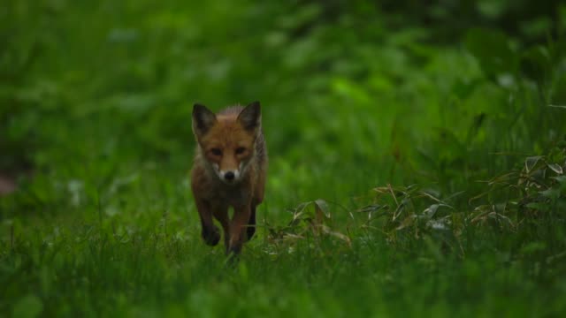 Fox in Kunashir Island (Kuril Islands)