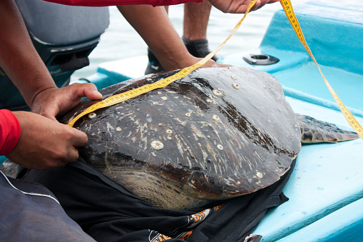 Sea turtle conservation efforts