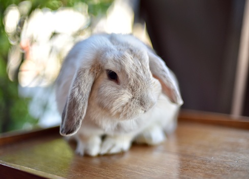 A rabbit in a rabbit cafe, Pai, Thailand