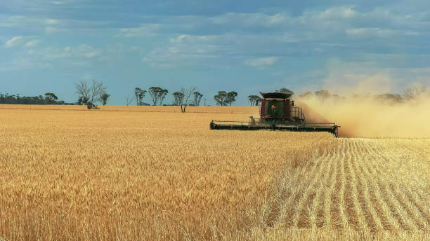 una cabecera se utiliza en una granja de trigo australiano occidental para cosechar - trilla fotografías e imágenes de stock