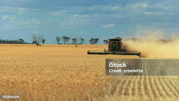 A Header Is Used On A Western Australian Wheat Farm To Harvest Stock Photo - Download Image Now