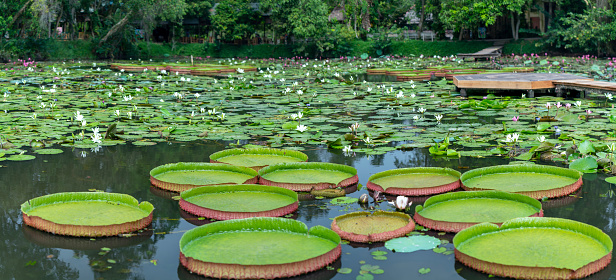 Victoria amazonica in the pond with giant green leaves cover the pond surface to create a beautiful landscape in nature