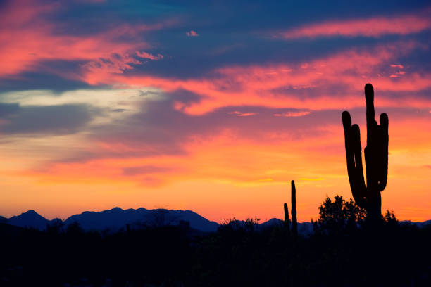 western sunset - sonoran desert cactus landscaped desert stock-fotos und bilder