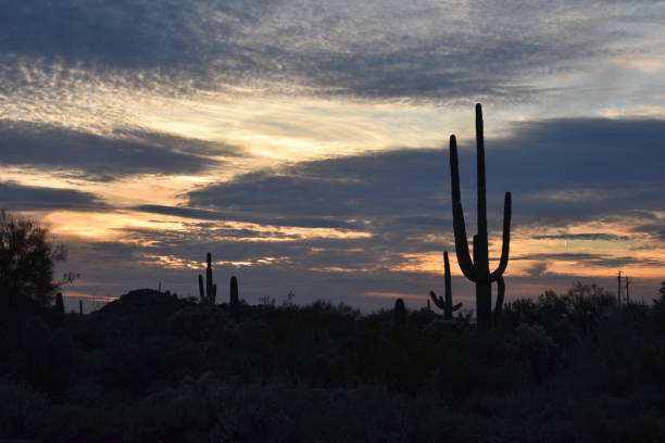 istock Arizona Sunset with Cactus 1133931915