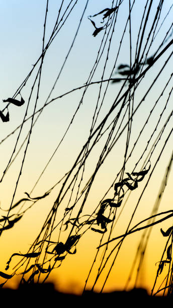Twigs in the evening Twigs in the evening 秋天 stock pictures, royalty-free photos & images