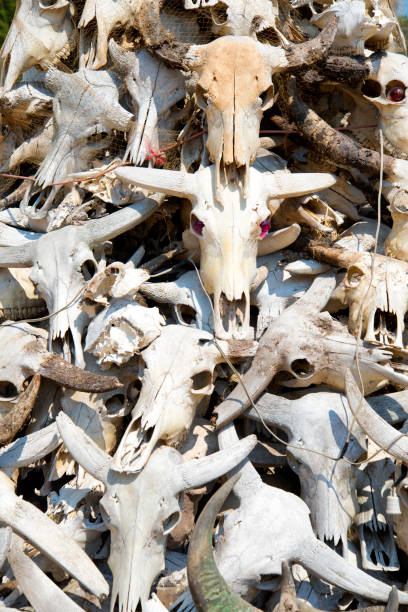 istock Pile of Buffalo skulls 1133934501