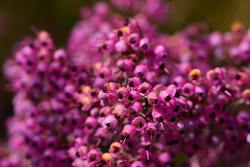 Erica canaliculata, also called channeled heath, hairy gray heather, bull’s eye design Erica, Janome Erika (in Japan), black stamen Erica, and black-eyed heath, is an erect growing evergreen shrub, which is native to South Africa. It is a flowering plant, with large sprays of pink flowers with black stamen which bloom in winter and spring (December-March).