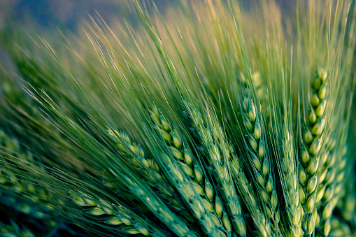 green Wheat on dark wooden board