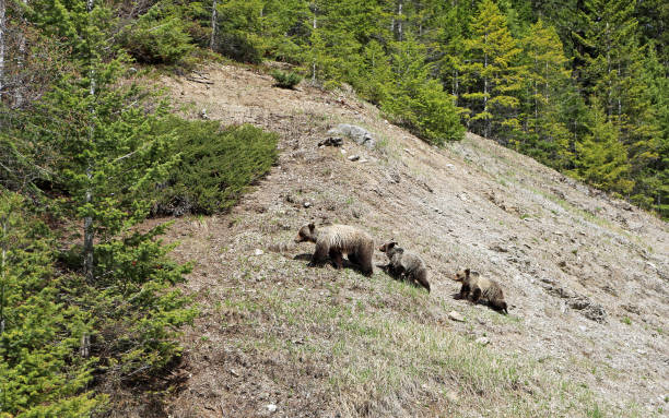 istock Grizzly bears on the hill 1133937400