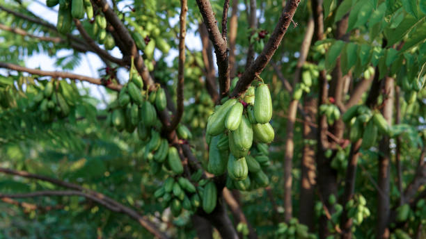 madan è un frutto aspro sull'albero della thailandia, taling pling - pling foto e immagini stock