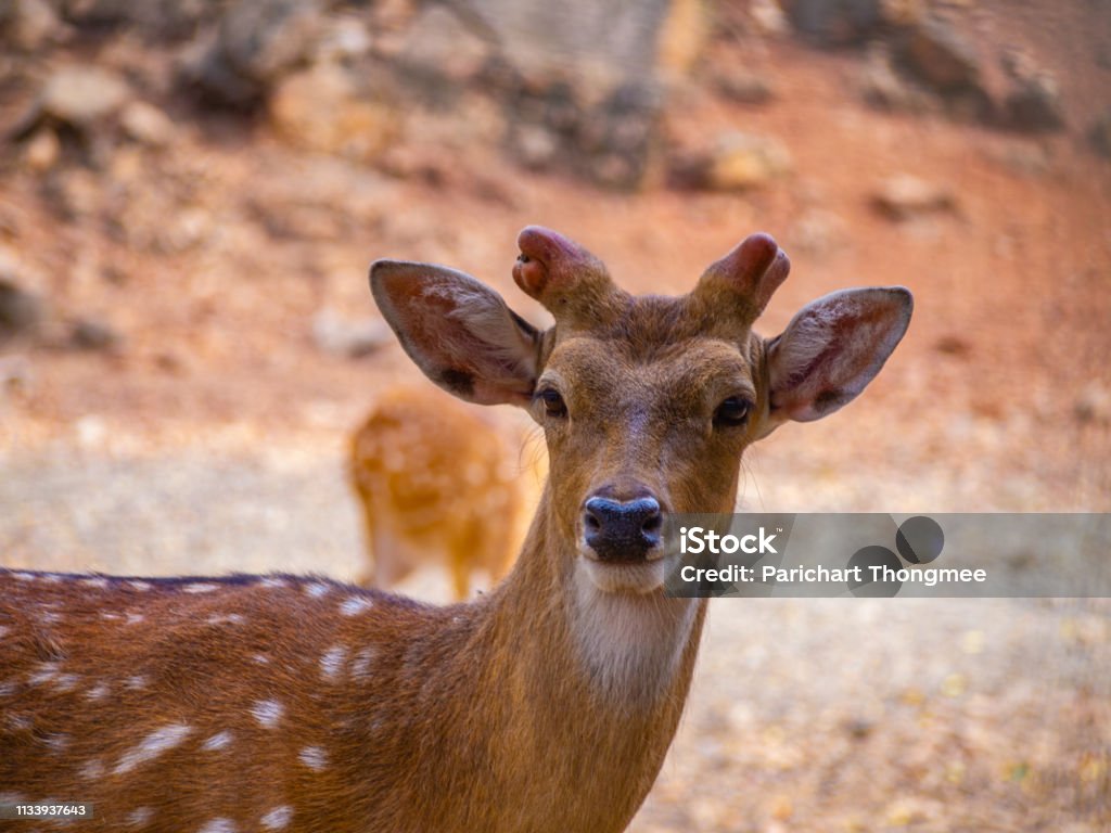Face Deer Close Up Have Small Horn Brown Fur With With Dot And Beautiful Back Eyes With Blur Background Stock Photo - Download Image Now - iStock Face Deer Close Up Have Small Horn Brown Fur With With Dot And Beautiful Back Eyes With Blur Background Stock Photo - Download Image Now - iStock