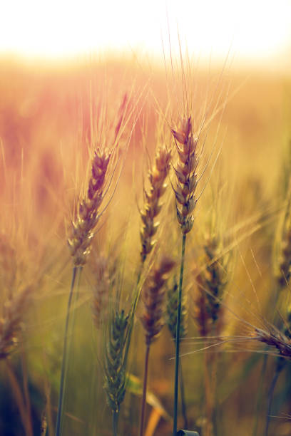 istock green wheat field , india 1133938776