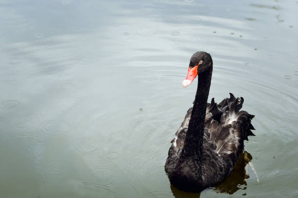 istock One beautiful black Swan floating on the pond surface under rain. 1133939403