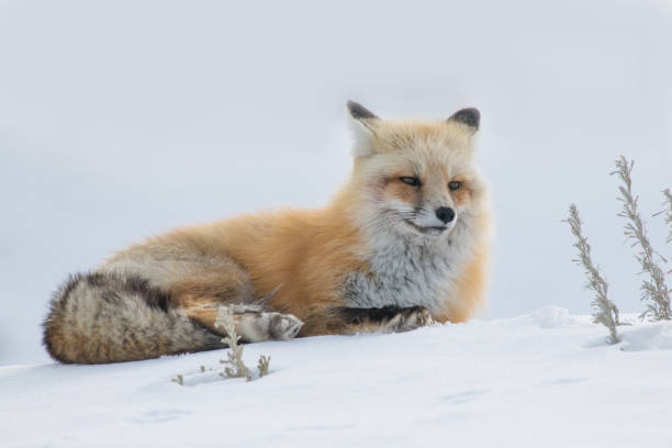 istock Fox resting in Yellowstone winter 1133939475