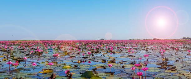 istock Red lotus sea 1133939544