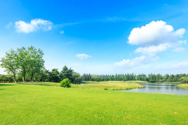 istock Green grass and forest landscape in city park 1133941666