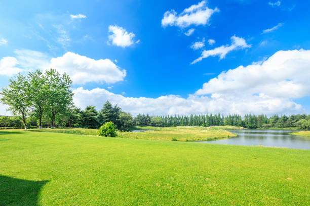 istock Green grass and forest landscape in city park 1133941689