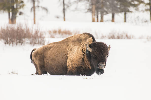 istock Bison winter in deep snow in Yellowstone 1133941777