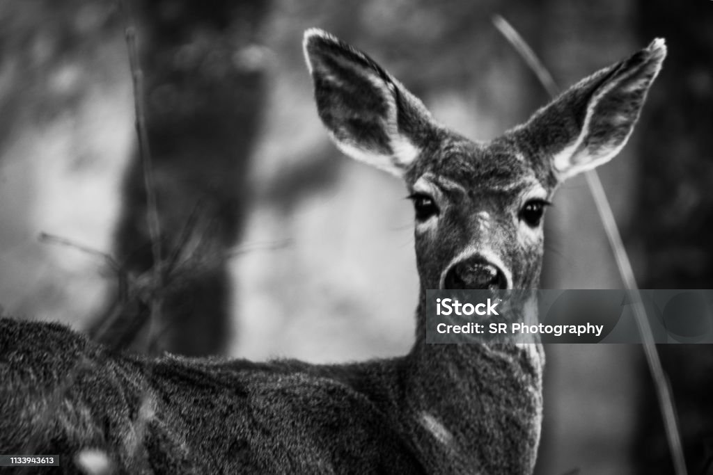 Deer black and white Deep looking at me in the forest Animal Stock Photo