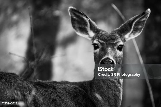 Deer Black And White Stock Photo - Download Image Now - Animal, Animal Themes, Animal Wildlife
