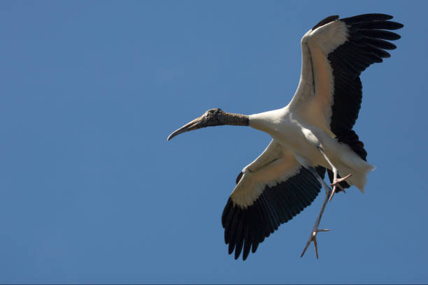 istock Wood stork preparing to land in St. Augustine, Florida. 1133943685