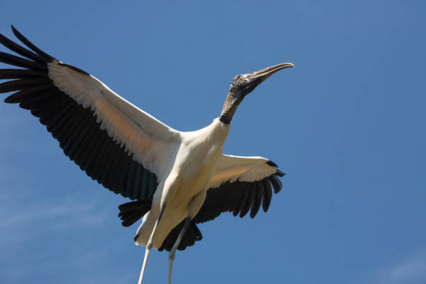 istock Wood stork flying over a swamp in St. Augustine, Florida. 1133944318