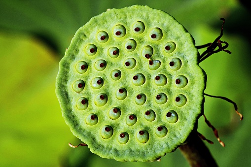 Pod of Lotus in pond.