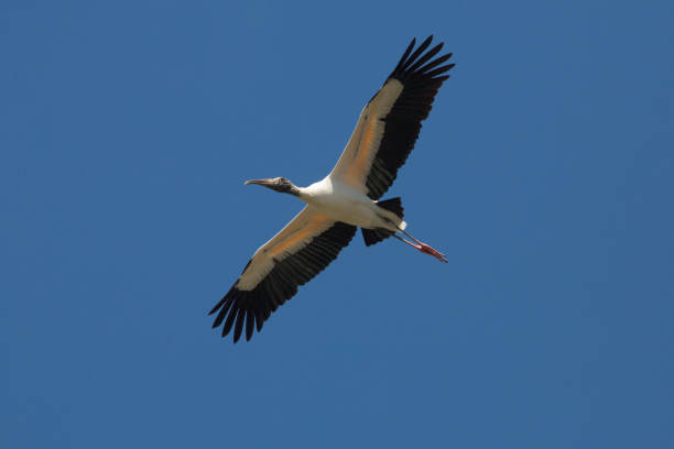 istock Wood stork flying over a swamp in St. Augustine, Florida. 1133944418