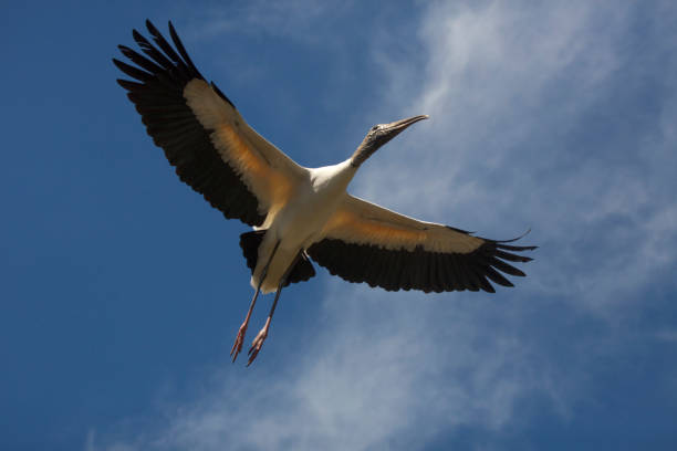 istock Wood stork flying over a swamp in St. Augustine, Florida. 1133944435