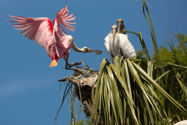 istock Roseate spoonbill preparing to land in St. Augustine, Florida. 1133944553