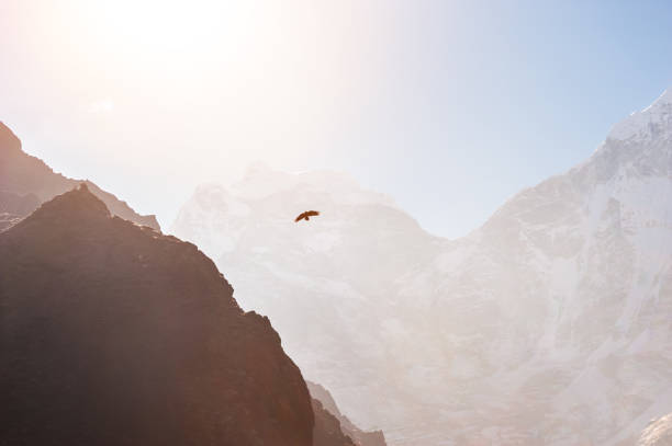 Himalayan hawk soaring in the mountains at sunrise. Himalayas, Khumbu valley, Everest region, Nepal