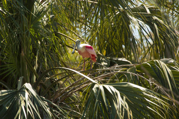 istock Roseate spoonbill perched in a tree in St. Augustine, Florida. 1133945154