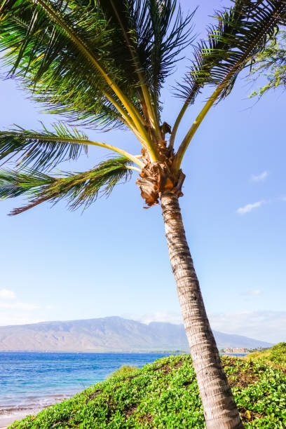 istock Sandy beach with coconut trees, Maui, Hawaii 1133945274