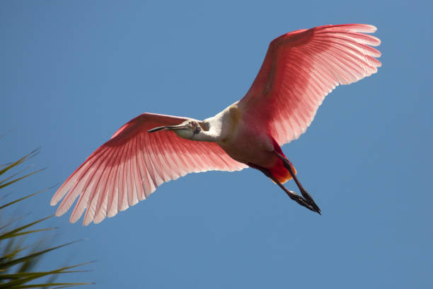 istock Roseate spoonbill in flight in St. Augustine, Florida. 1133945375